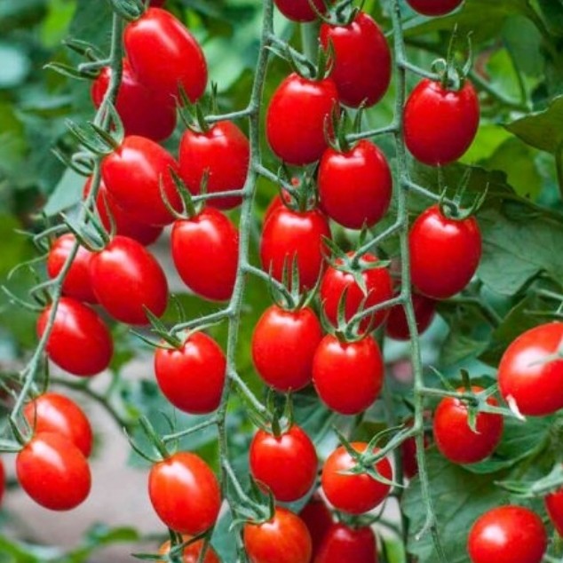 بذر گوجه زیتونی(کد9)قرمز(10 عددی)
