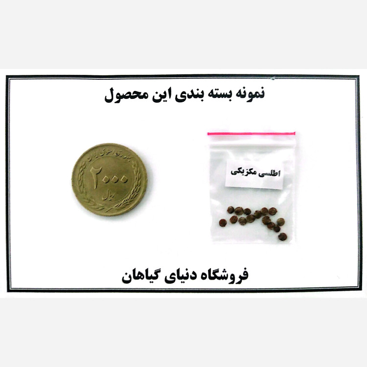 بذر اطلسی مکزیکی(کد7)روئلیا کتی(10 عددی)