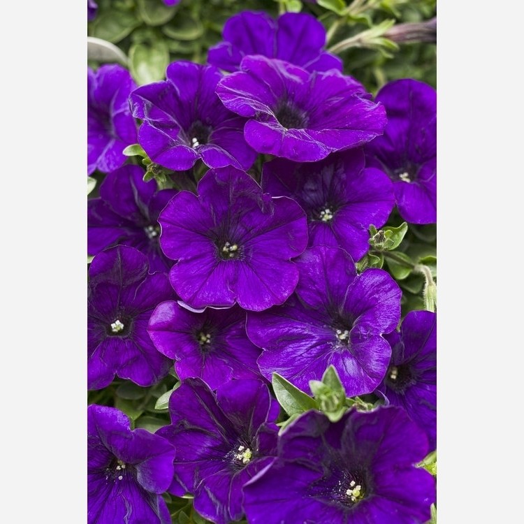 بذر اطلسی بنفش(کد3)گل درشت (100 عددی)