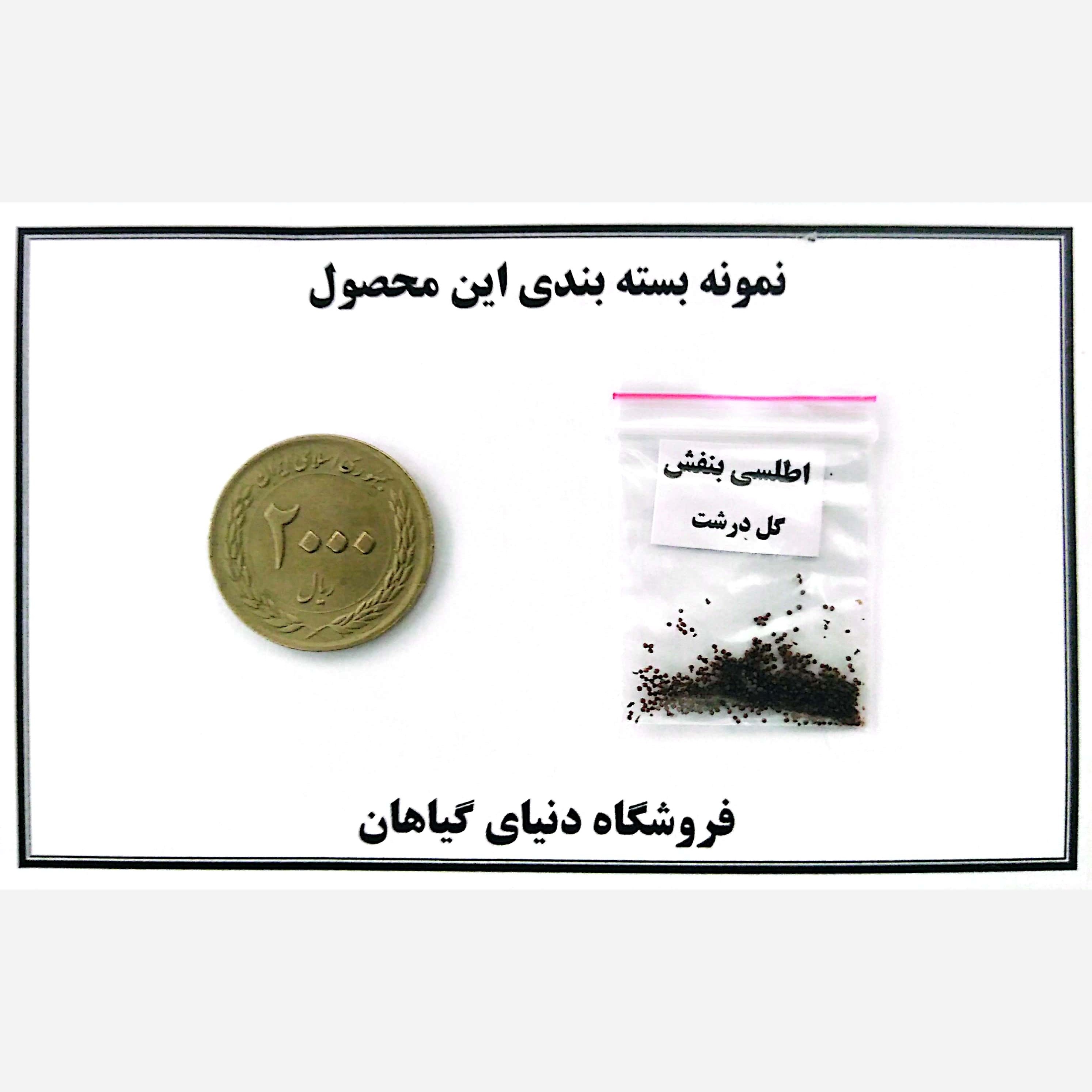 بذر اطلسی بنفش(کد3)گل درشت (100 عددی)