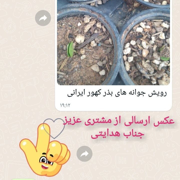 بذر کهور ( آلاچیق طبیعی) (10 عدد)