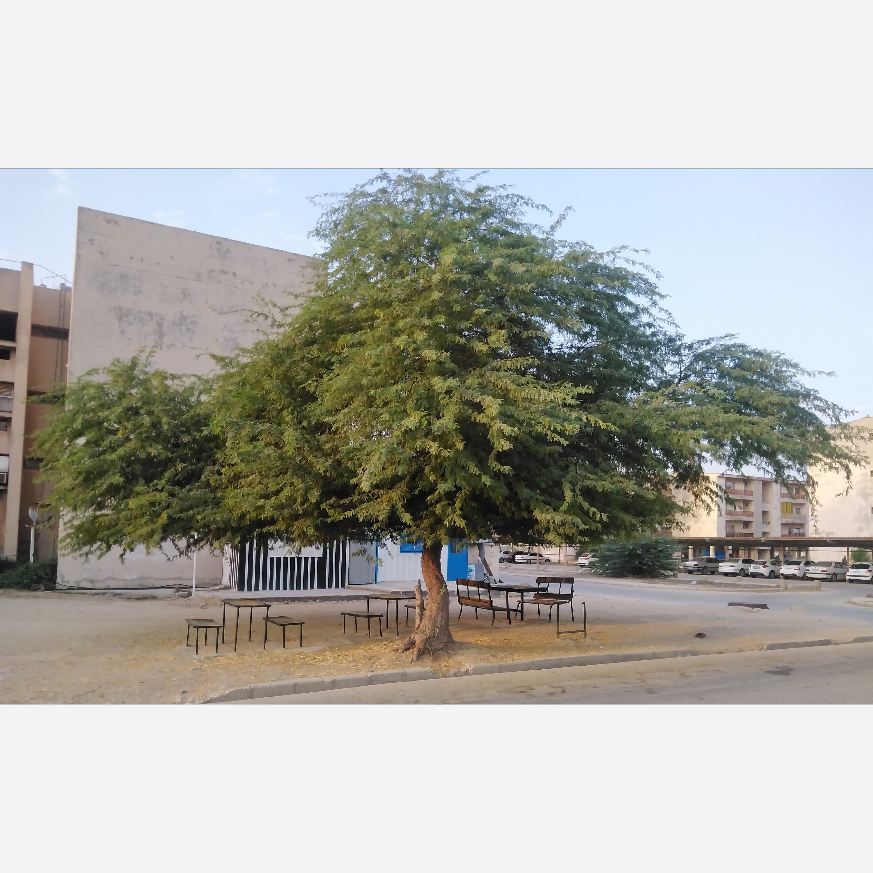 بذر کهور ( آلاچیق طبیعی) (10 عدد)