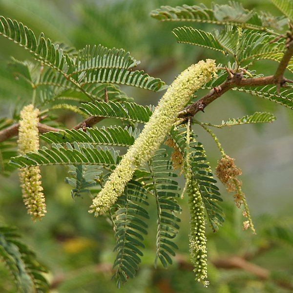 بذر کهور ( آلاچیق طبیعی) (10 عدد)