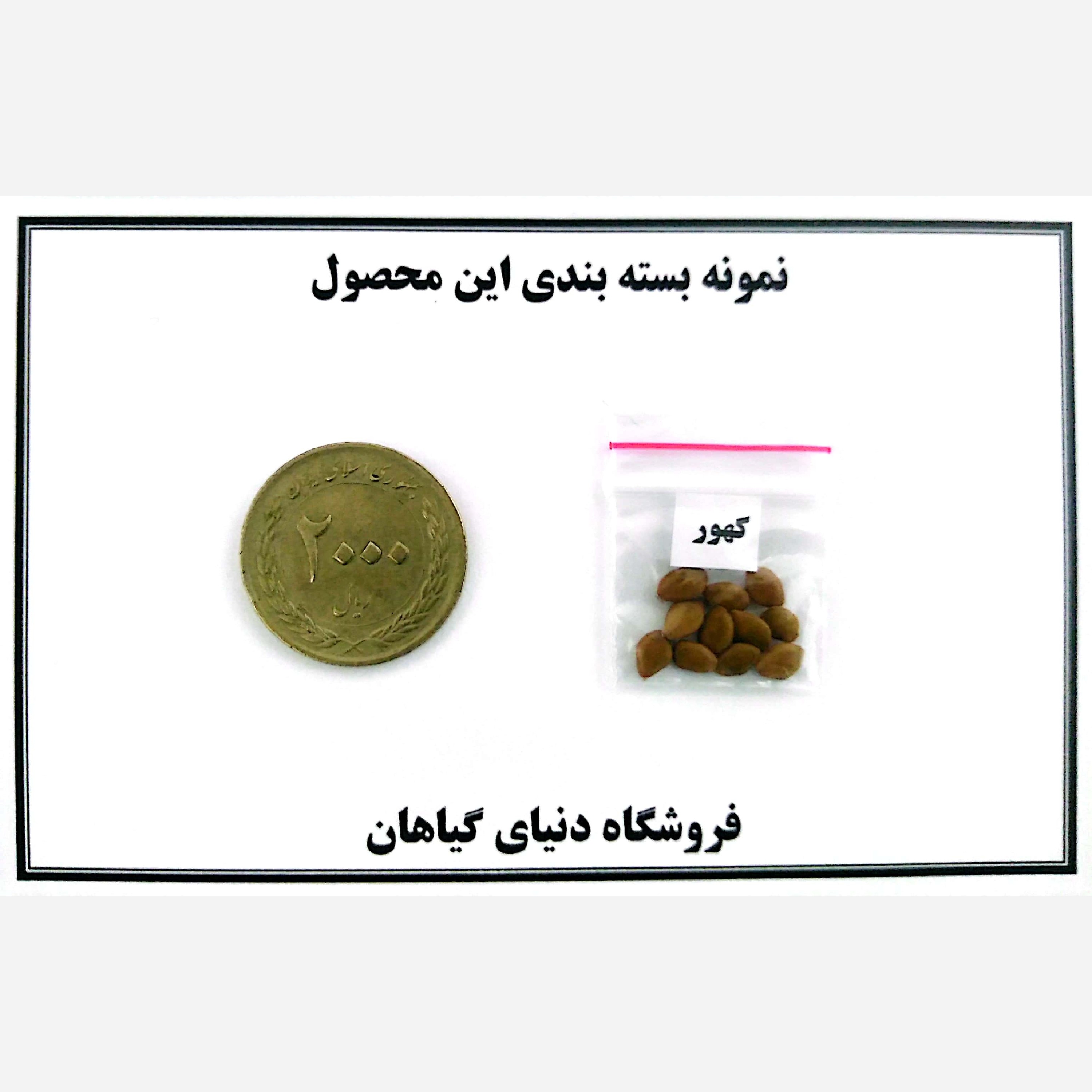 بذر کهور ( آلاچیق طبیعی) (10 عدد)