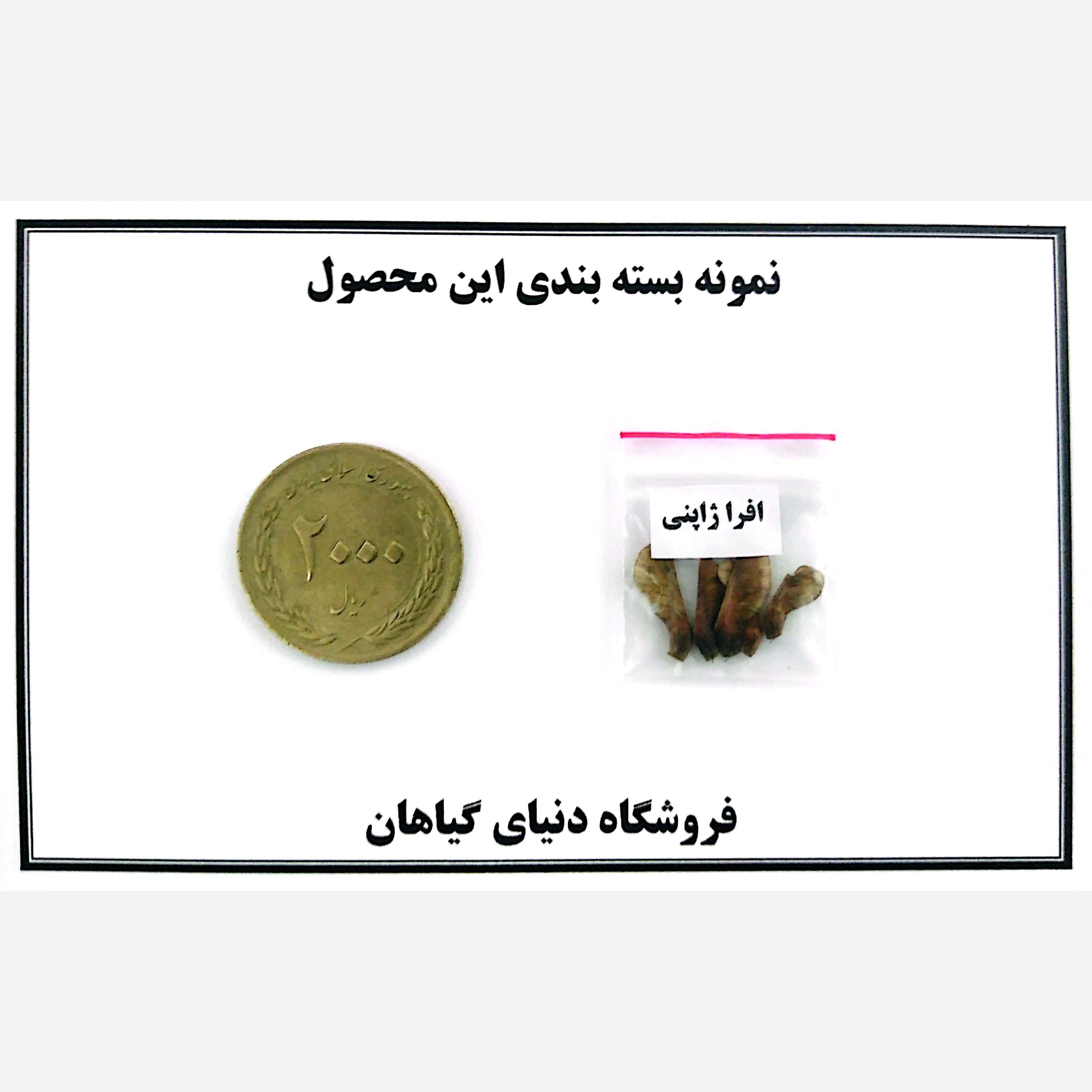 بذر افرا ژاپنی قرمز (5 عدد)