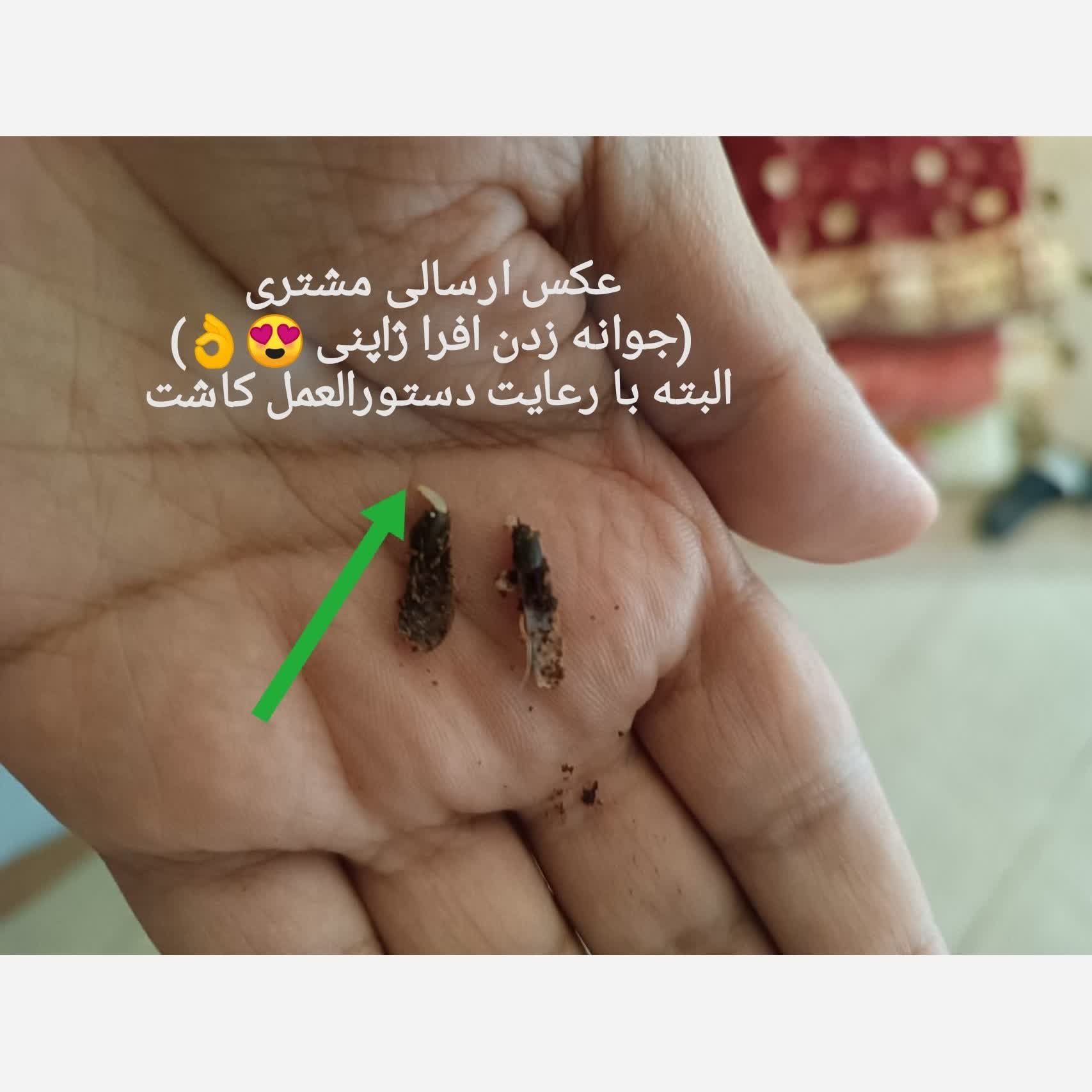 بذر افرا ژاپنی قرمز (5 عدد)