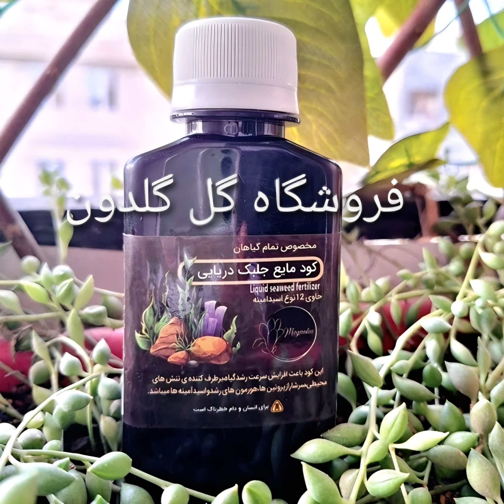 کود جلبک دریایی پودری و مایع. 100 سی سی. اصل