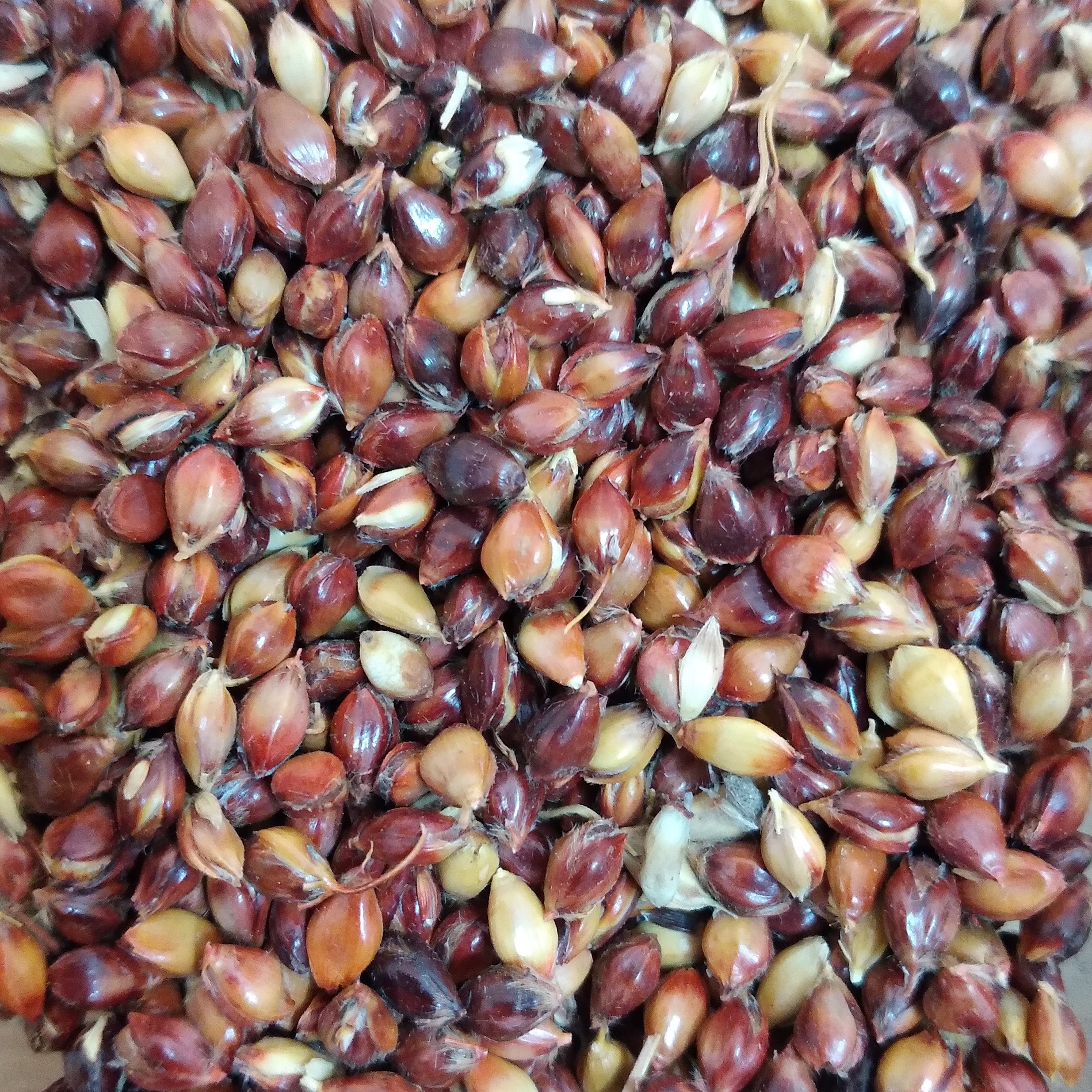 تخم جارو غذای کبوتر و پرندگان زینتی ( بسته 100 گرمی)