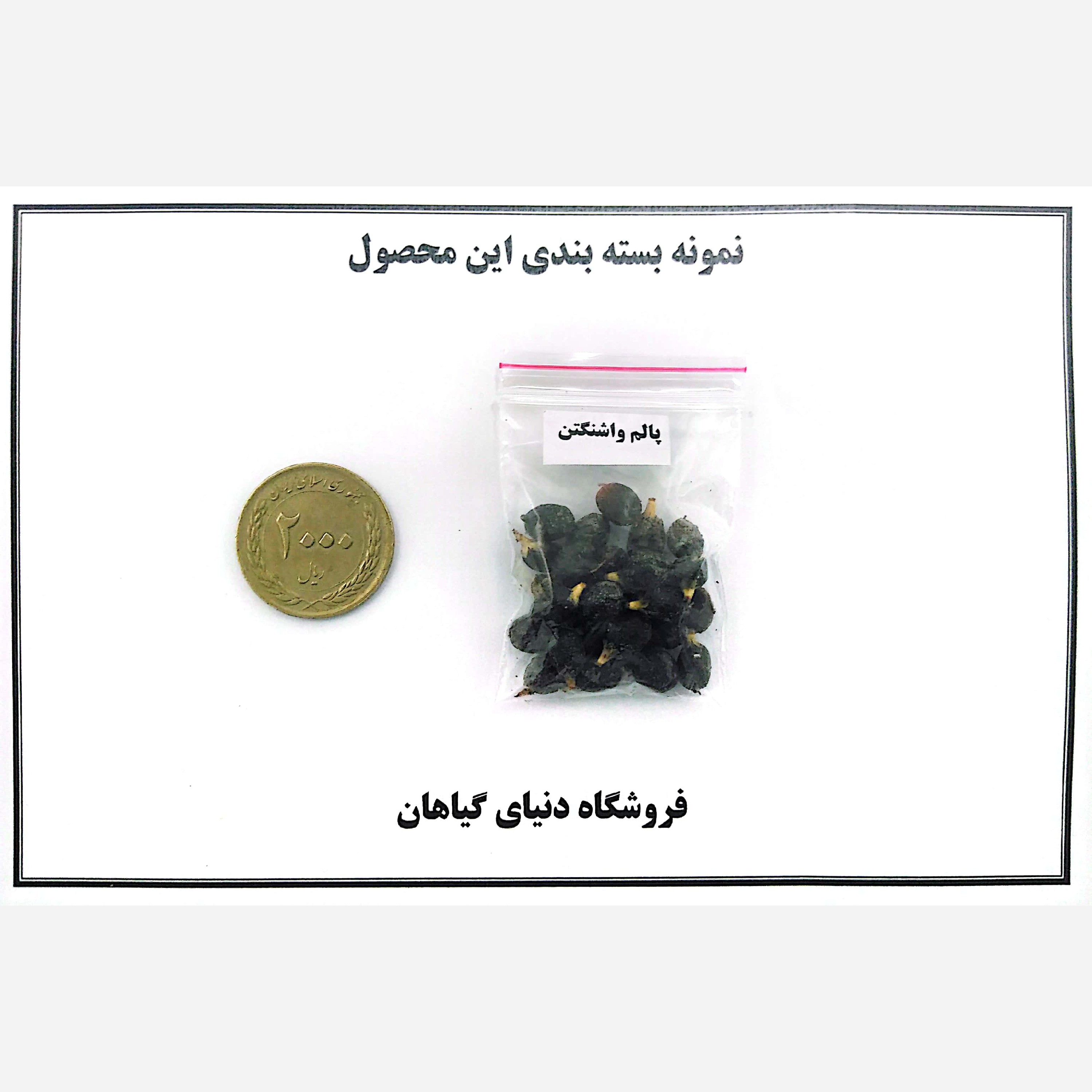 بذر نخل پالم واشنگتن (20عدد)