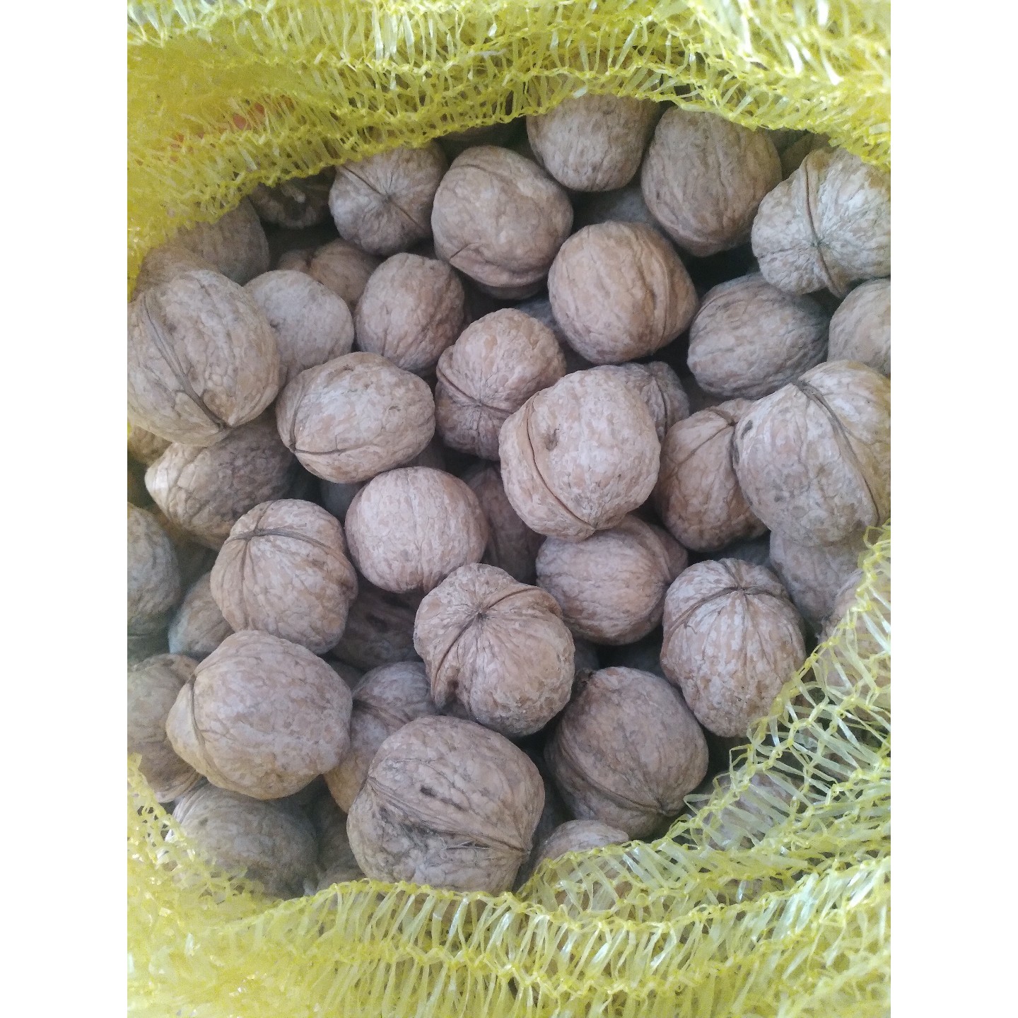 گردو درجه یک دماوند محصول 1404