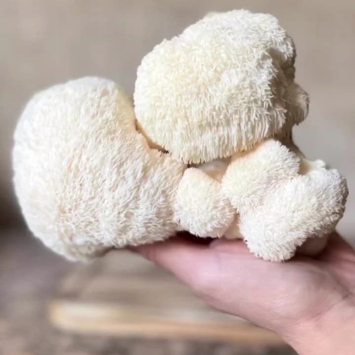 قارچ یال شیر خشک بسته 100گرمی