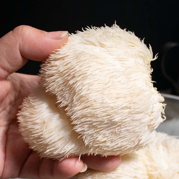 قارچ یال شیر خشک بسته 100گرمی