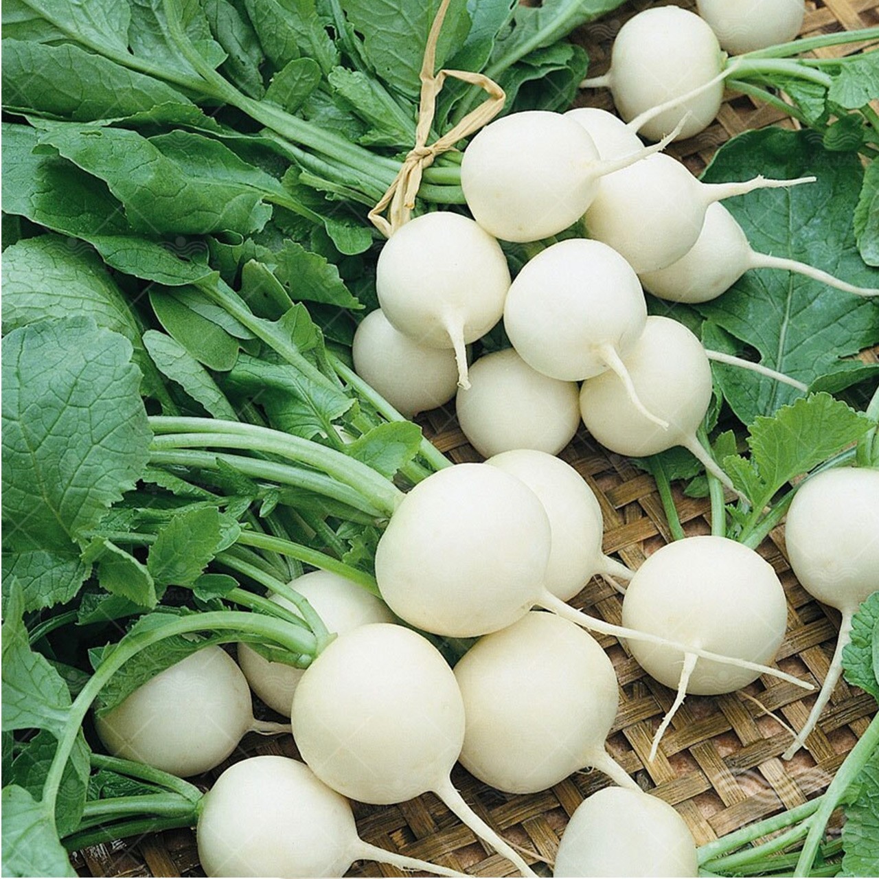 بذر تربچه نقلی سفید(30 عددی)