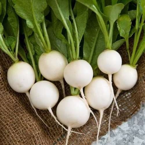 بذر تربچه نقلی سفید(30 عددی)