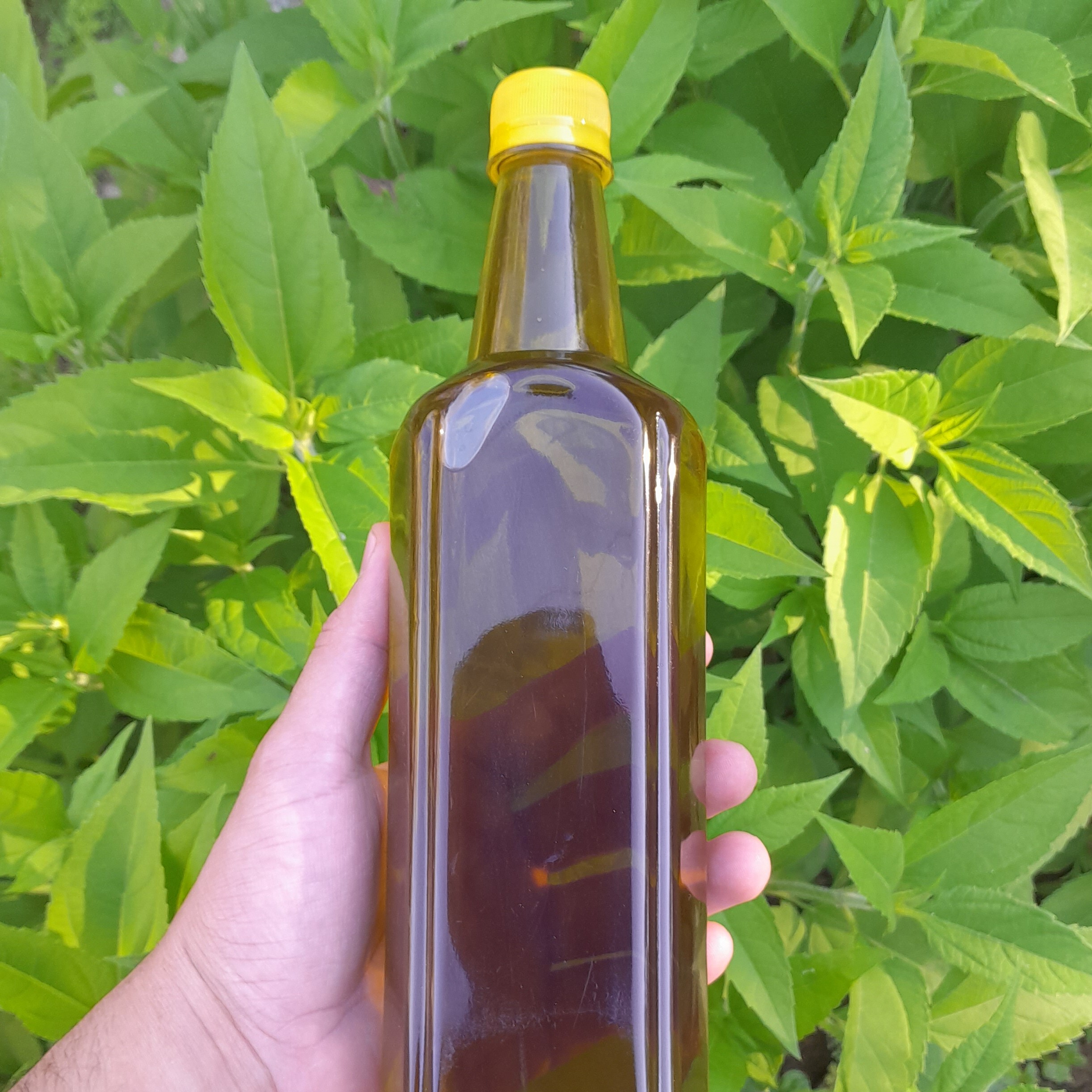 روغن زیتون خالص 6 لیتری( فرابکر بابو پرس سرد)با تضمین قیمت و ضمانت کیفیت به قیمت عمده از باغدارخریدکنید روغن زیتون خالص