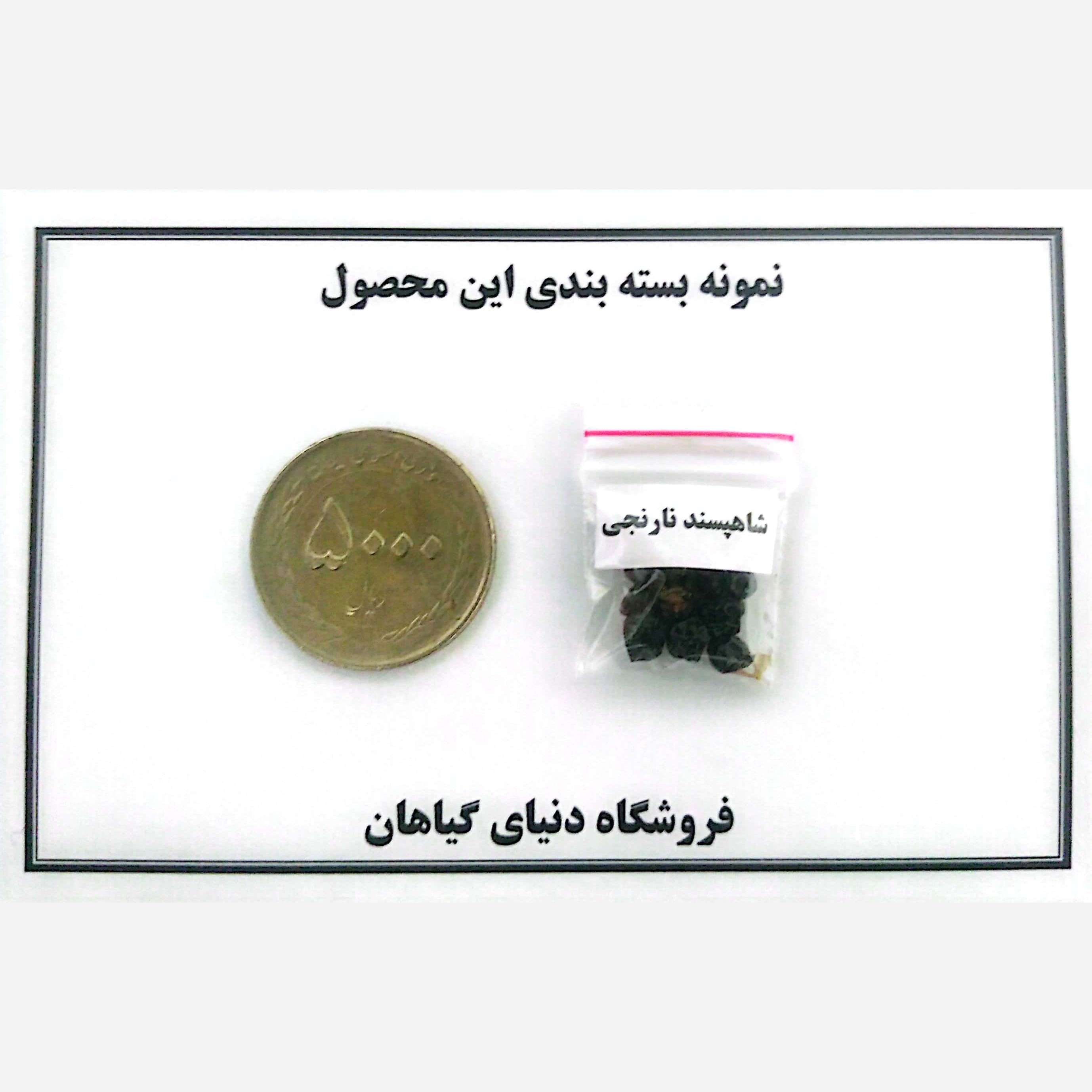 بذر شاهپسند(کد8) درختچه نارنجی( 10 عدد)