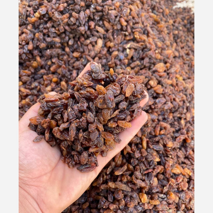 کشمش آفتابی و آبگیری کاشمر درجه یک