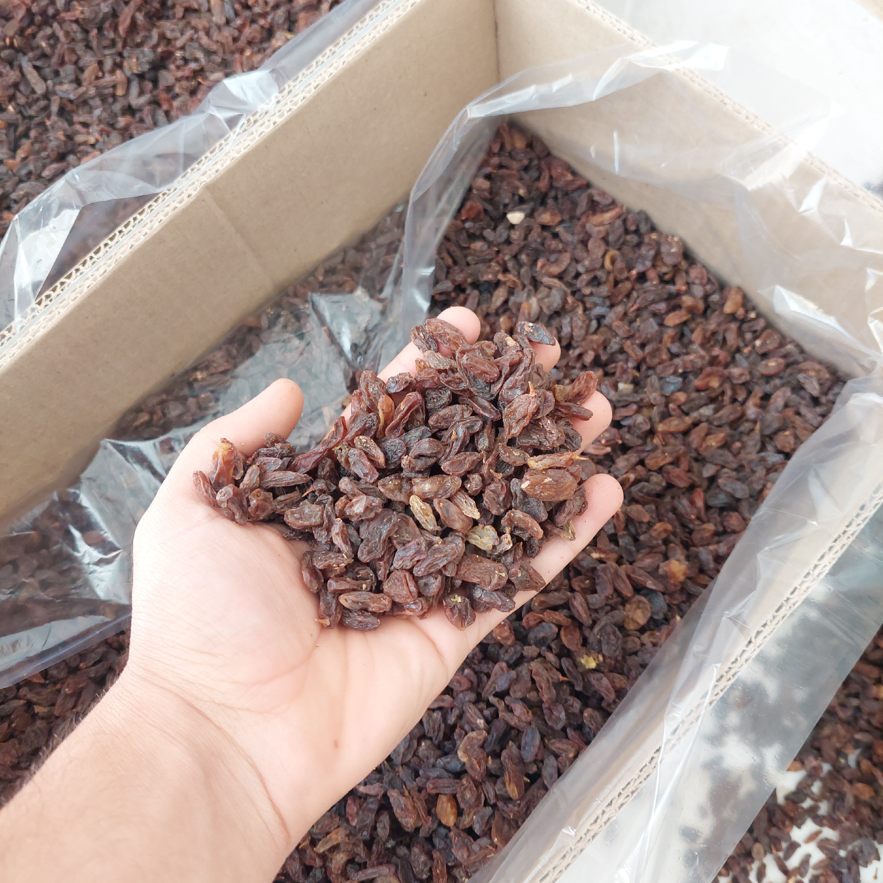 کشمش آفتابی و آبگیری کاشمر درجه یک