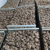 سیرسیاه پاستیلی (3 کیلویی) شیرین تخمیر شده از سیر سفید درجه یک همدان