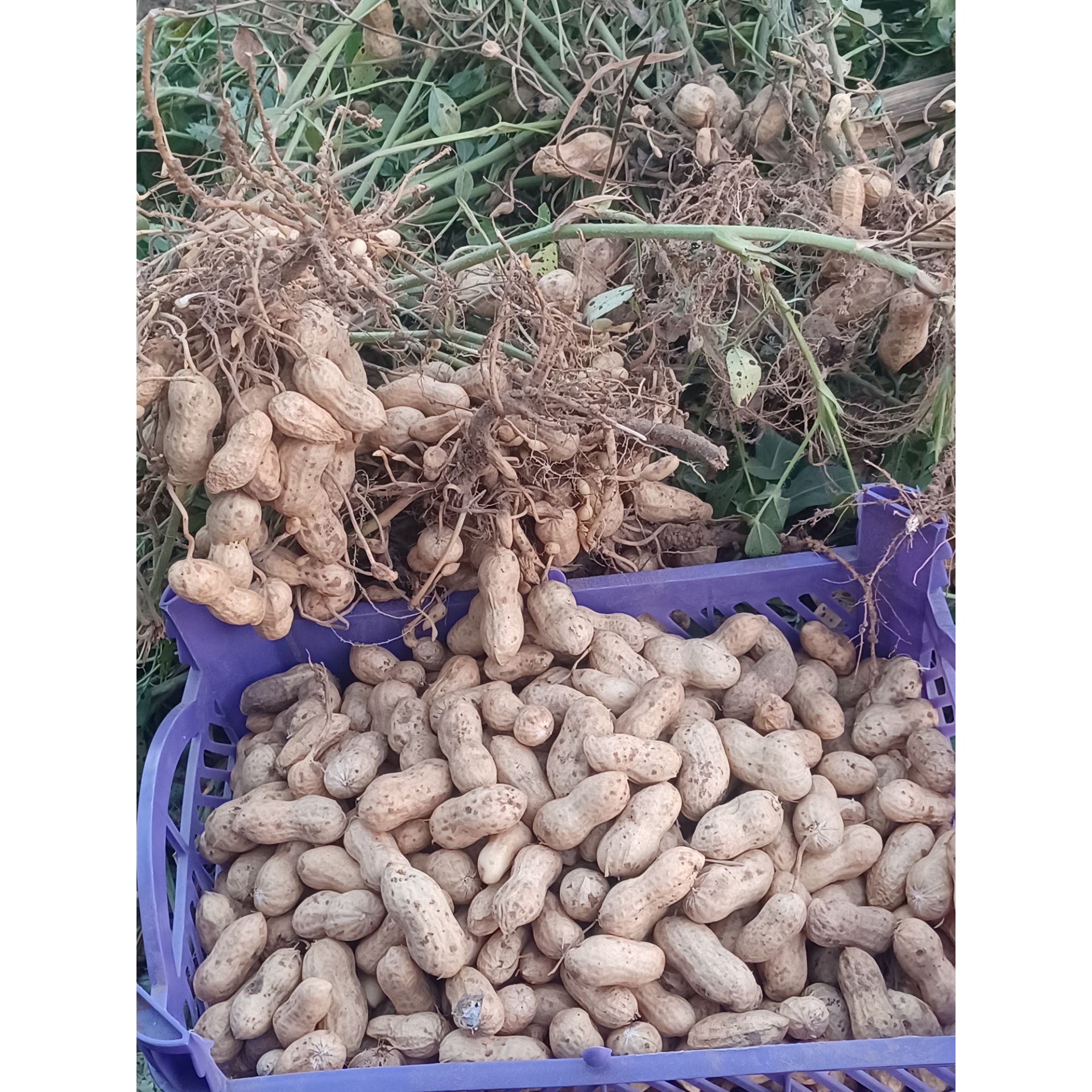 بادام زمینی پوستی خام (یک کیلویی) محلی
