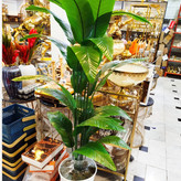 درختچه پرنده بهشتی کنار سالنی 160 سانتی (پس کرایه)