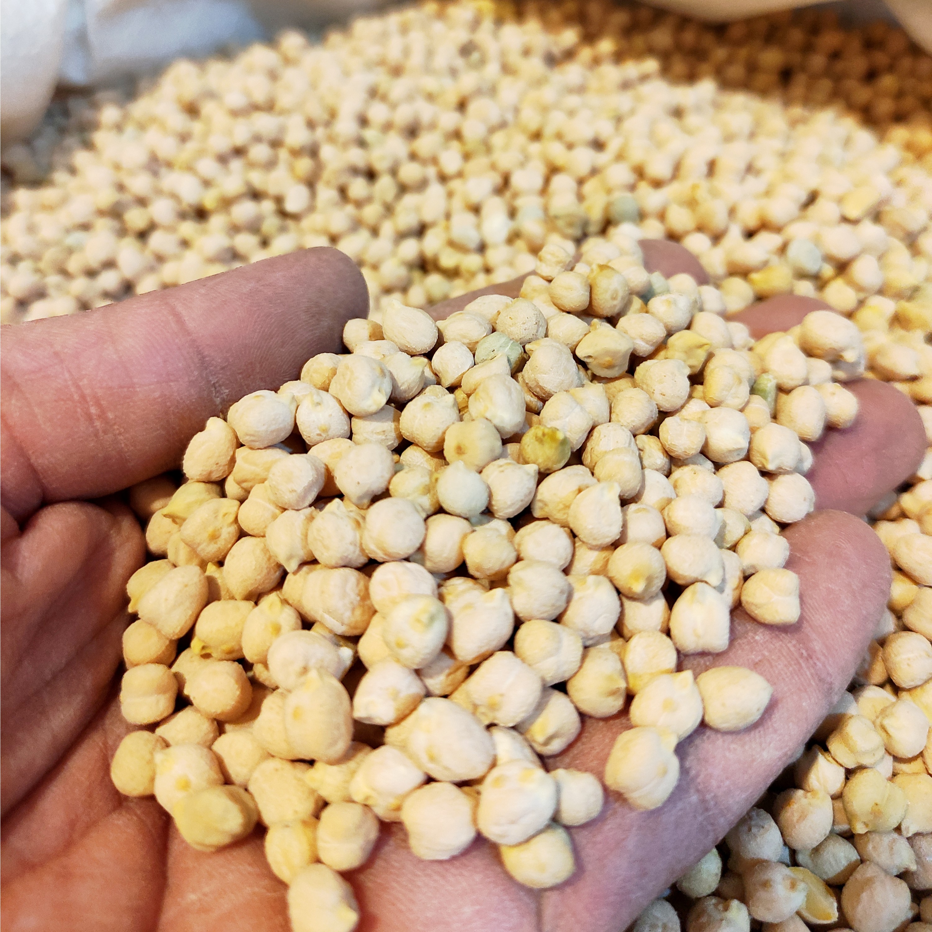 نخود ریز محلی مرغوب و خوش پخت 900 گرمی