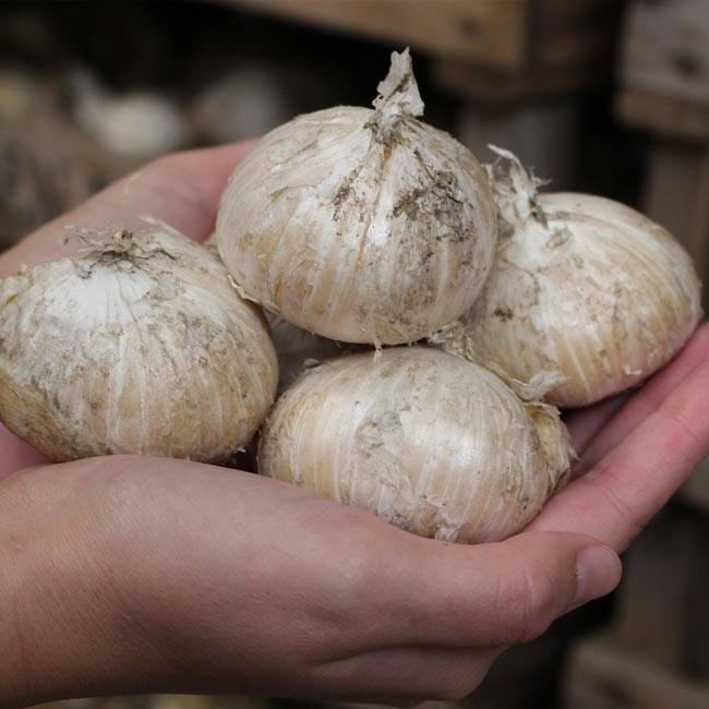 موسیر تازه کوهی