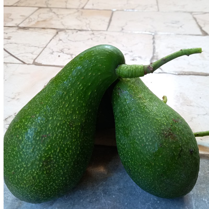 میوه آواکادو سبز رنگ طرح گردویی خالدار سبز رنگ ....آواکادو بهترین نوع