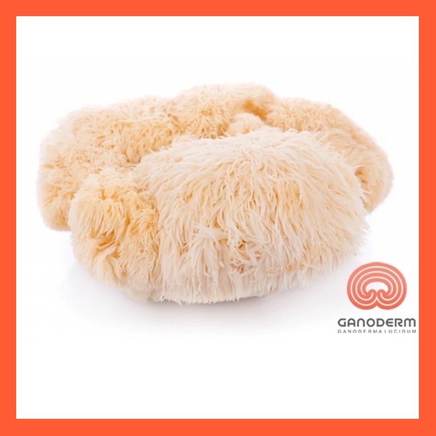 قارچ یال شیر (لاینزمین Lions mane) درجه 1 وزن 100 گرم