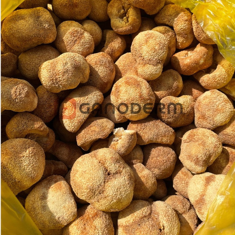 قارچ یال شیر (لاینزمین Lions mane) درجه 1 وزن 100 گرم