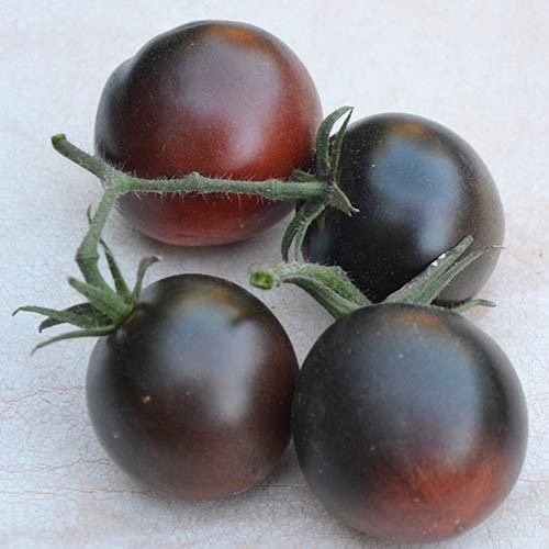 بذر گوجه فرنگی(کد4) شکلاتی(10 عددی)