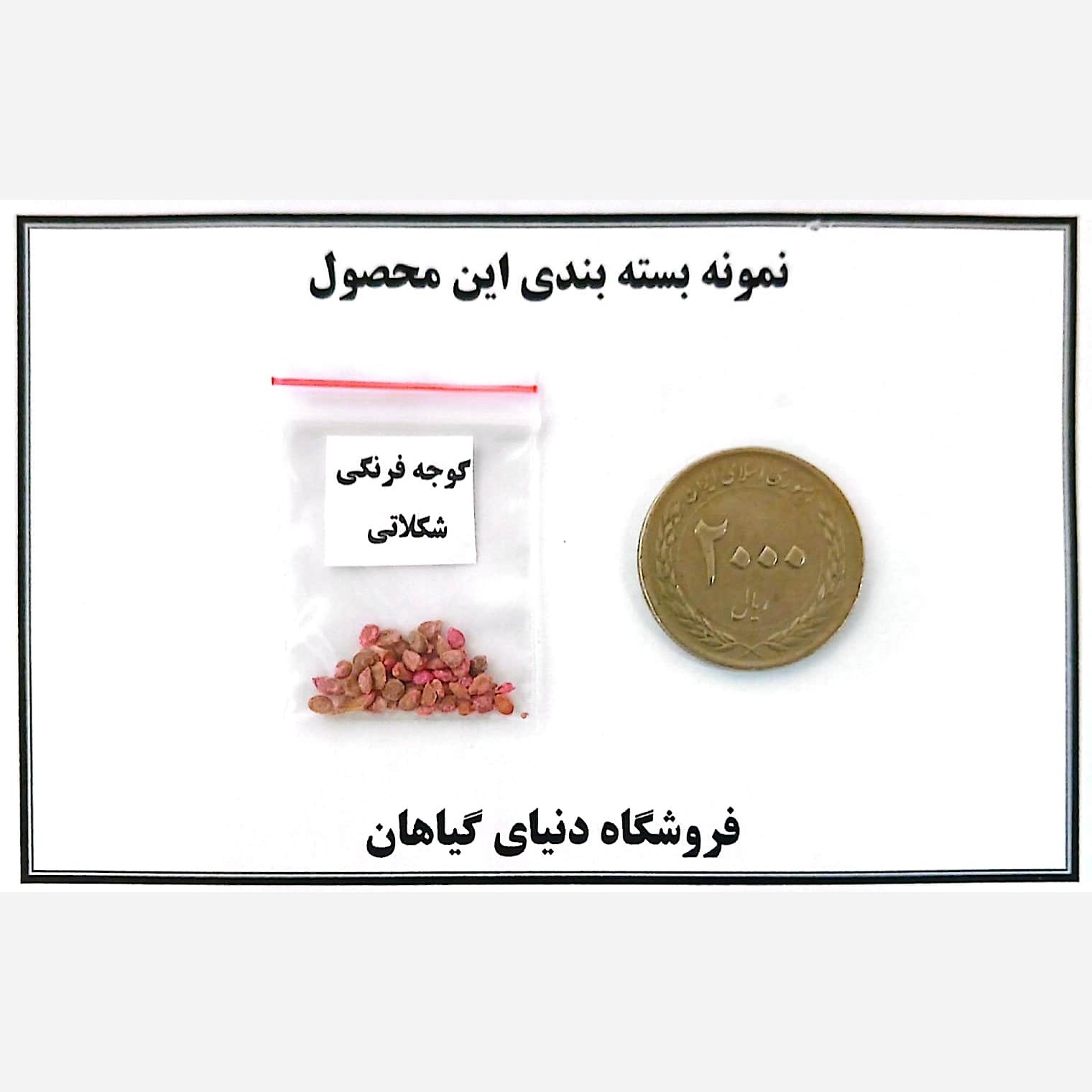 بذر گوجه فرنگی(کد4) شکلاتی(10 عددی)