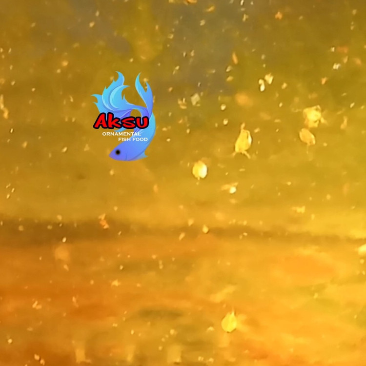 استارتر دافنی زنده تراکم پایین در بطری یک لیتری مناسب برای تولید غذای زنده ماهی توضیحات بادقت خوانده شود