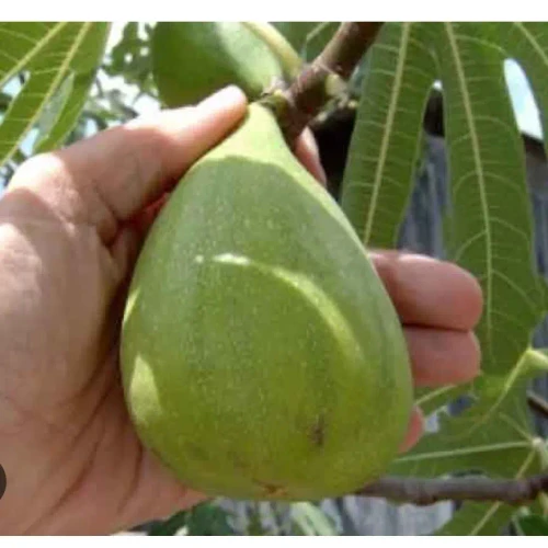 نهال انجیر گلابی ازمیر