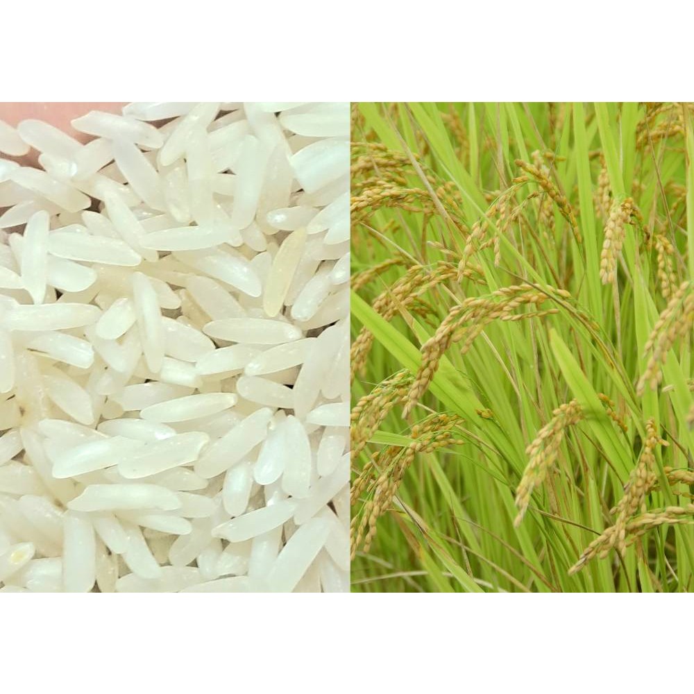 برنج تازه طارم هاشمی درجه یک فوق ممتاز ده کیلویی(ارسال رایگان)