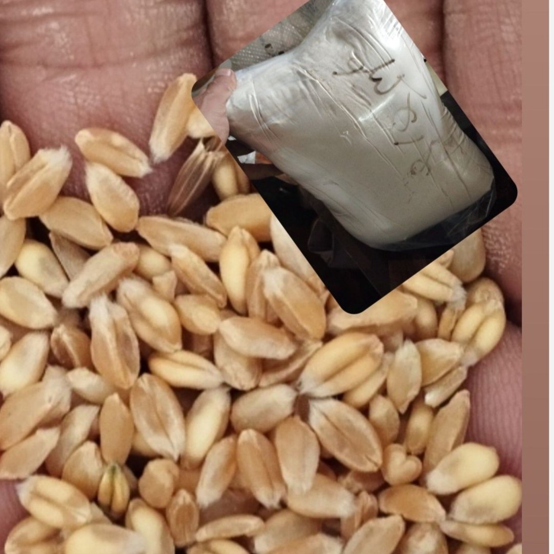 گندم مخصوص جوانه گندم سمنو ارگانیک دامنه کوهستان چهارگل چهارمحال وبختیاری1000گرمی