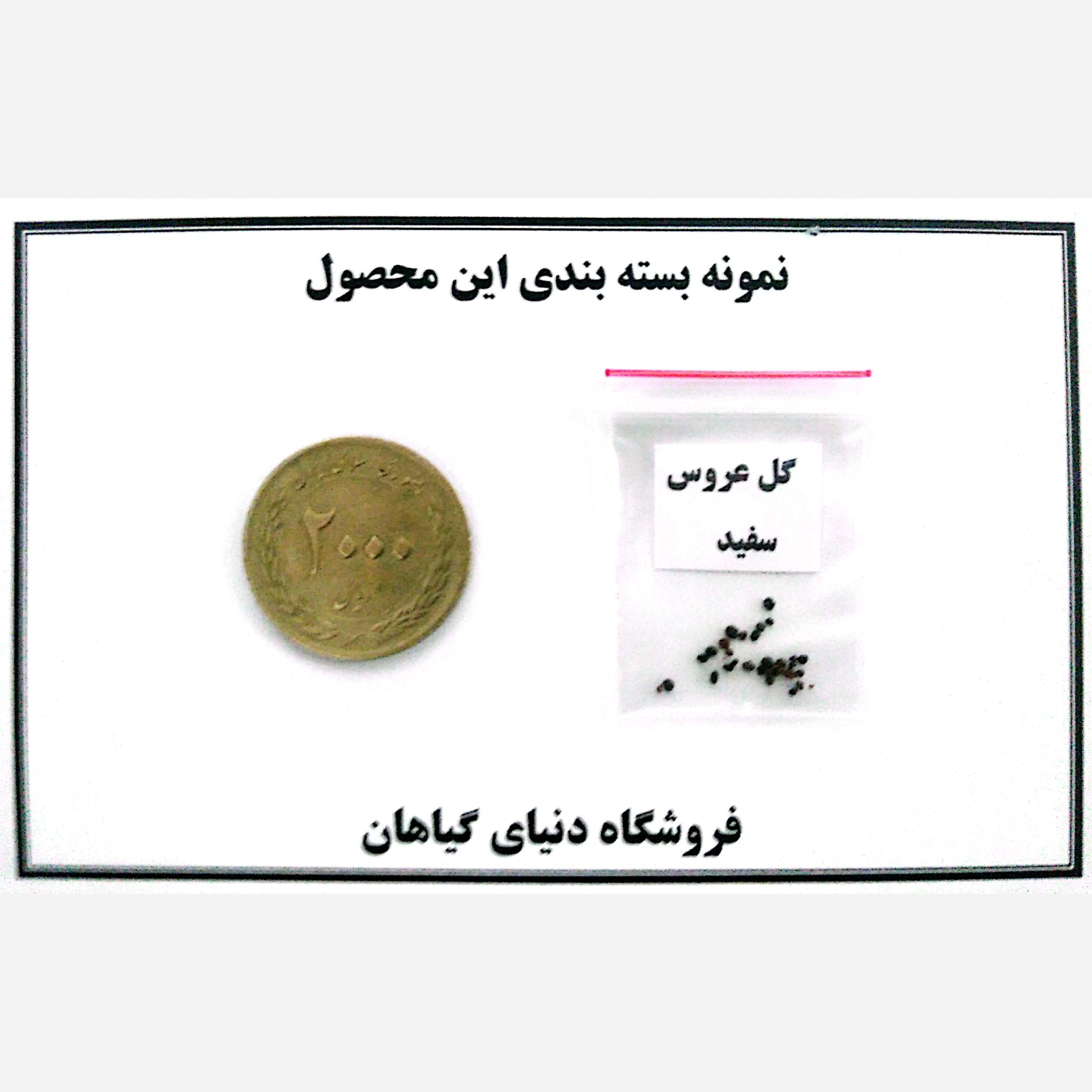 بذر عروس سفید (ژیپسوفولیا) 10 عددی