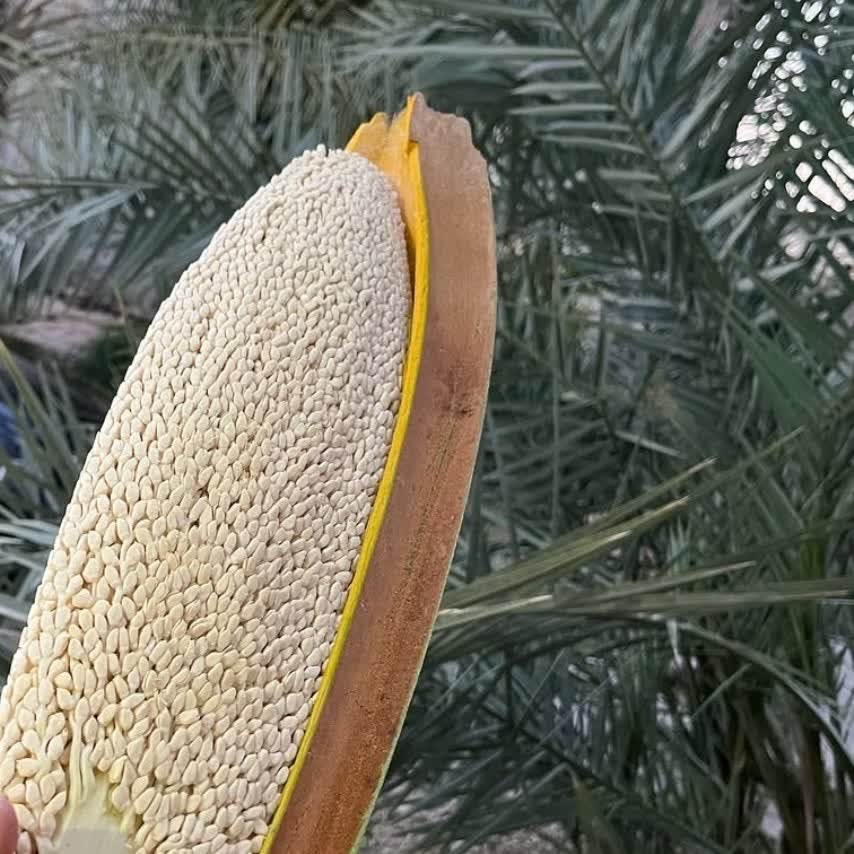 گرده نخل طبیعی100گرمی