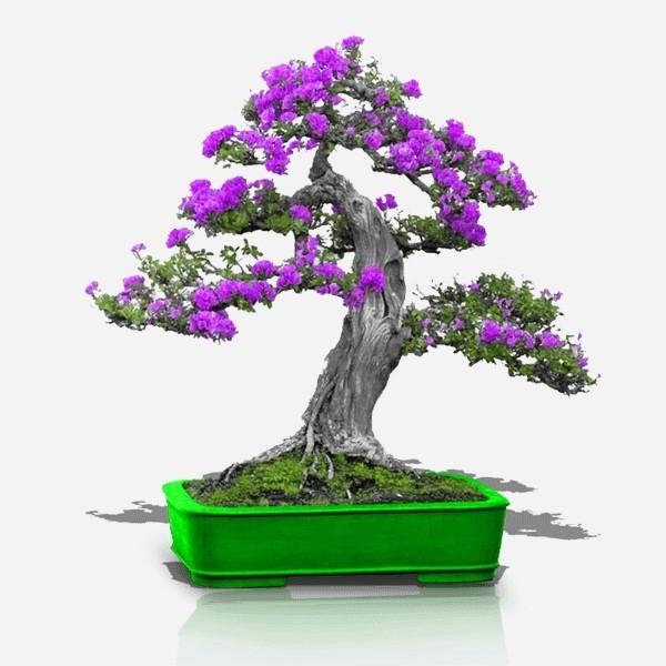 بذر ارغوان (10 عدد)