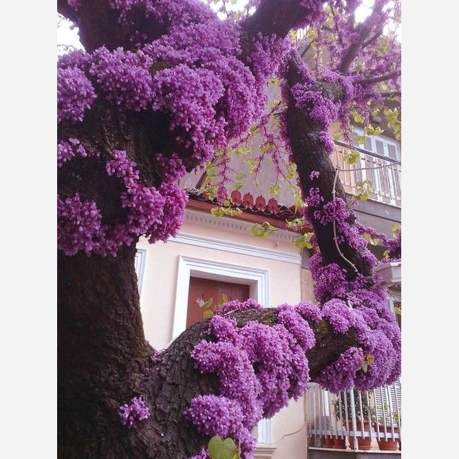 بذر ارغوان (10 عدد)