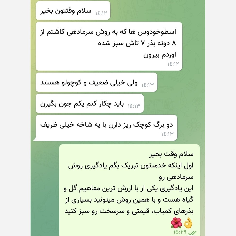 بذر اسطو خودوس یا لَوِندر (10 عدد)