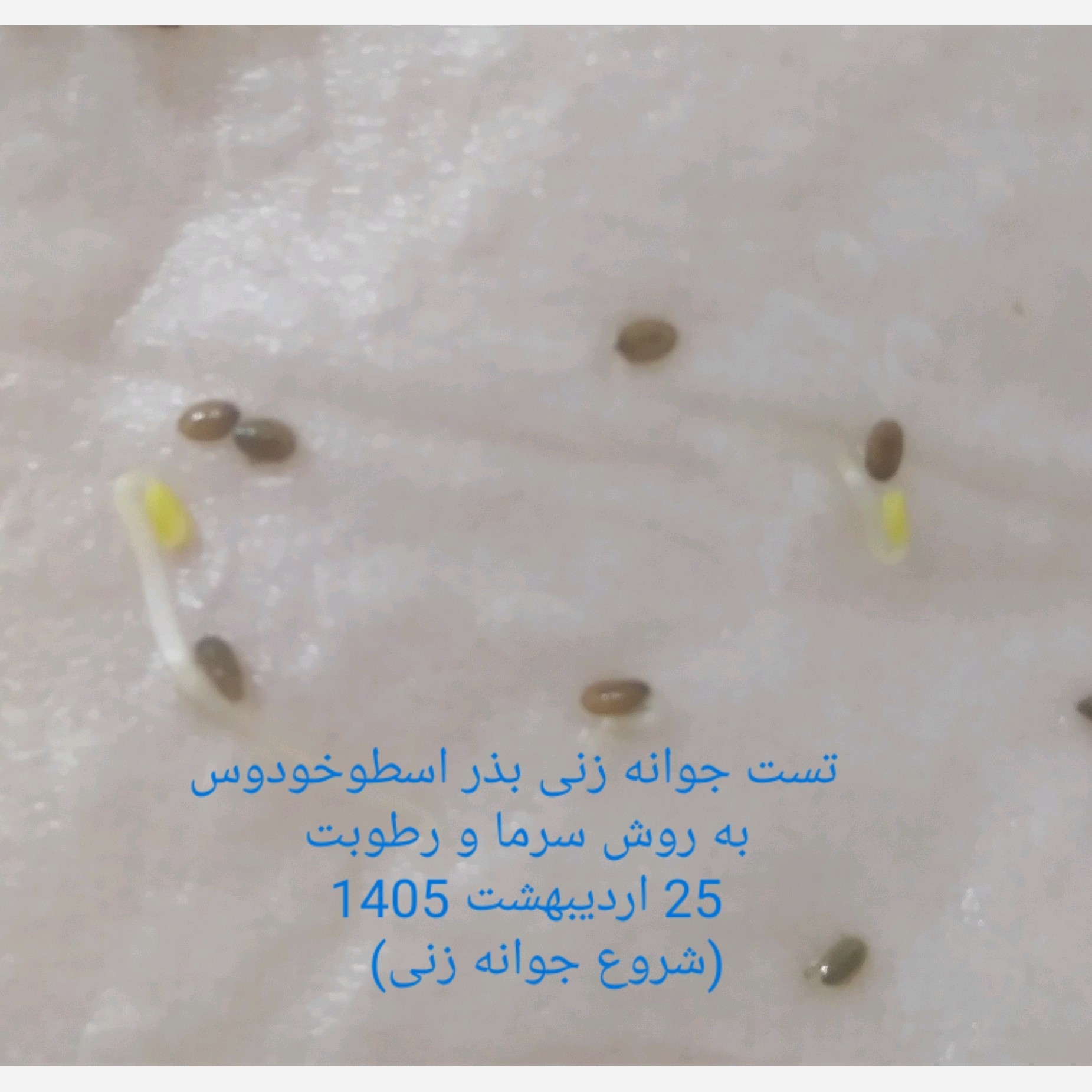 بذر اسطو خودوس یا لَوِندر (10 عدد)
