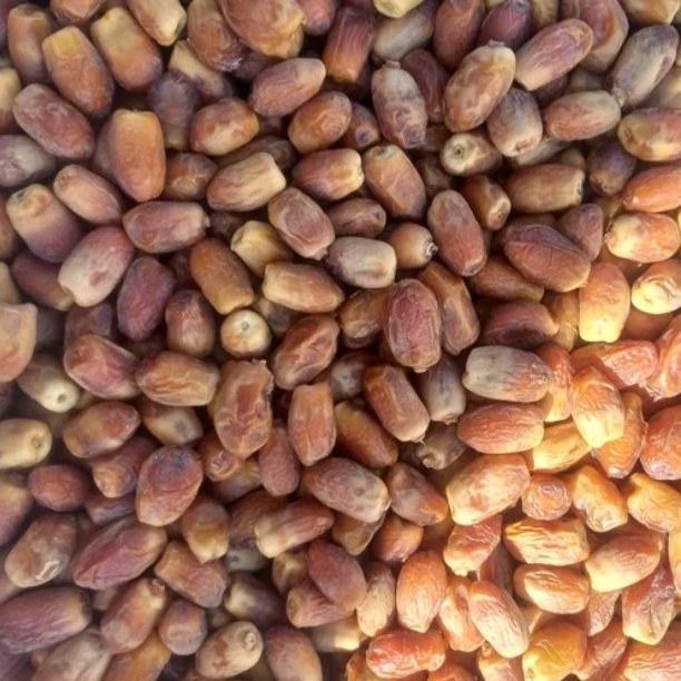 خرما زاهدی درجه یک صادراتی 500 گرمی 1405
